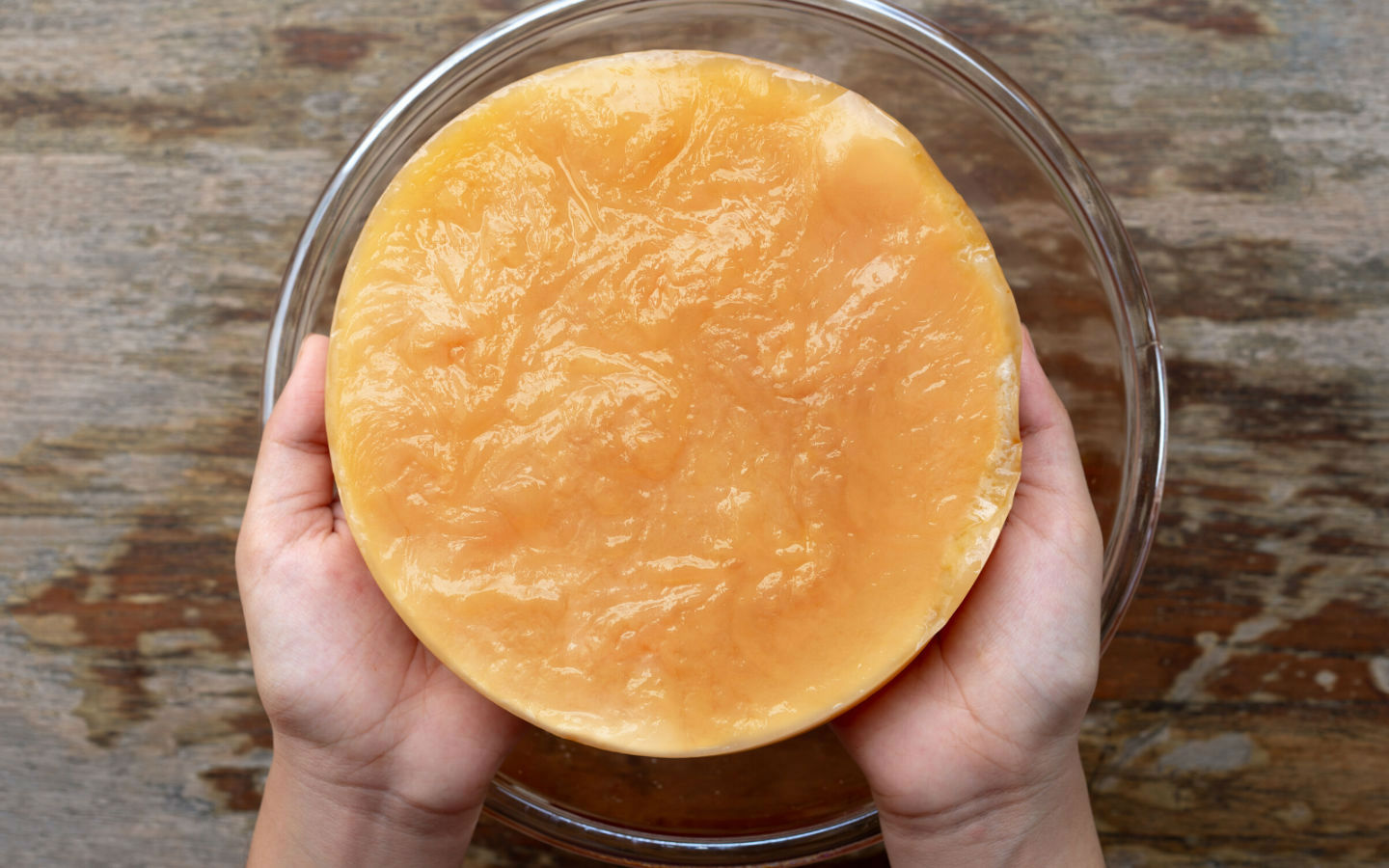 Teepilz Kombucha Züchtung