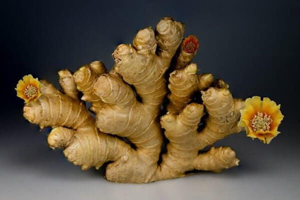 Ingwertee selber machen