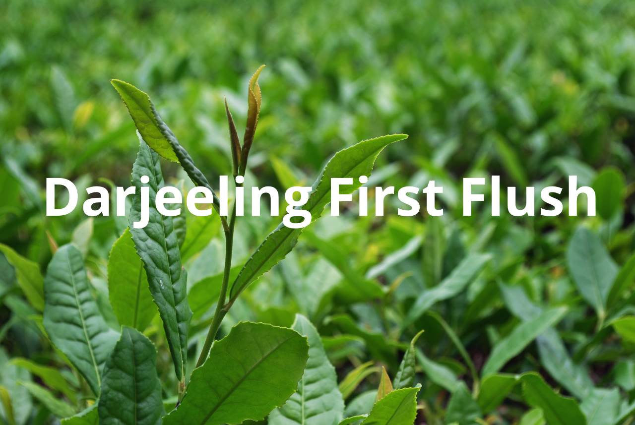 Was macht Darjeeling Tee so besonders?