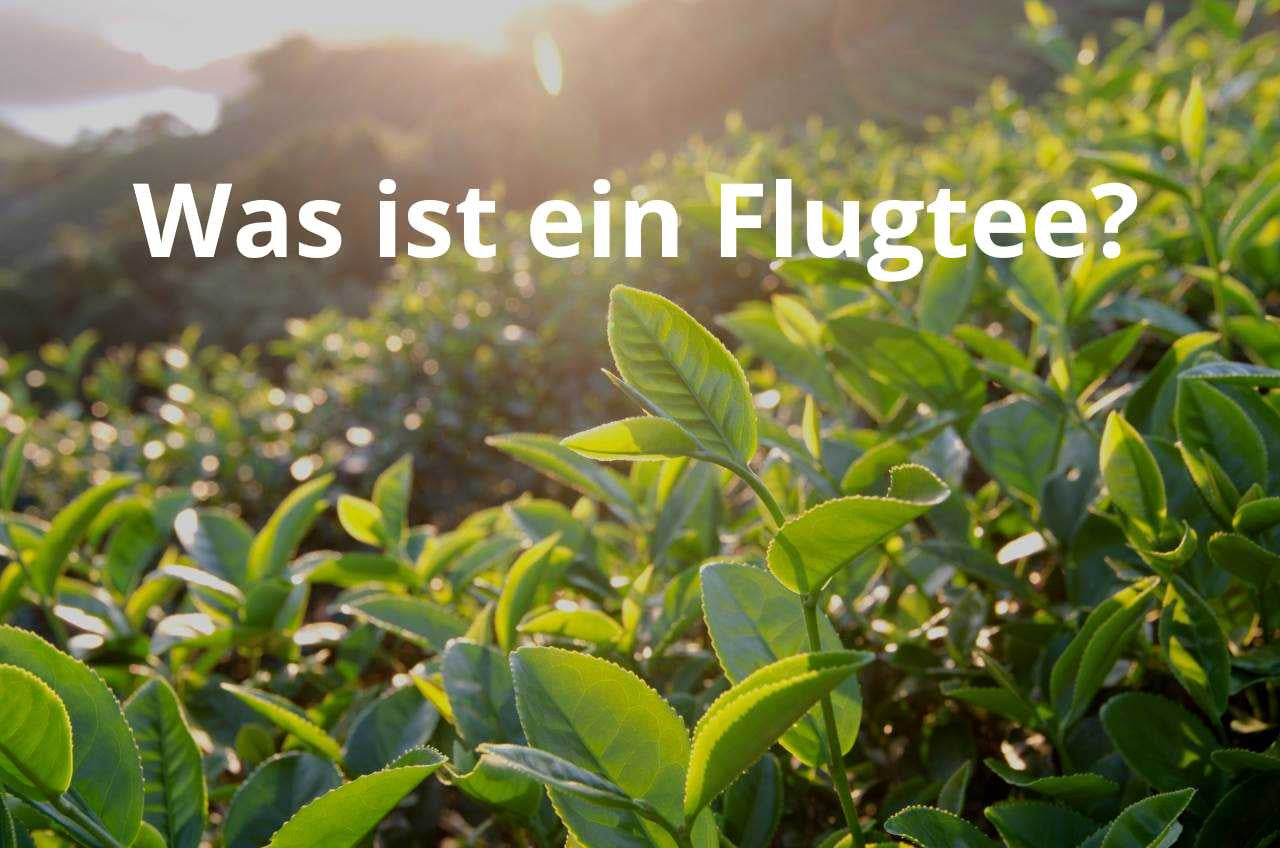 Was ist ein Flugtee? Darjeeling First Flush