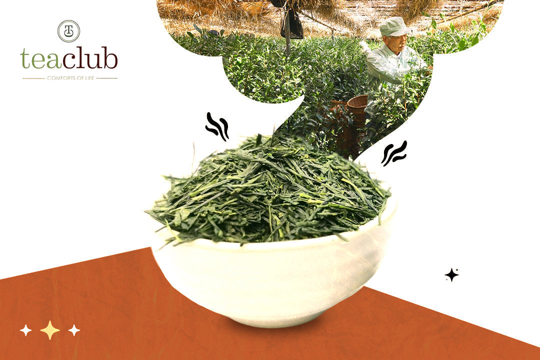 Leitfaden zu Sencha-Tee: Frisch und Aromatisch
